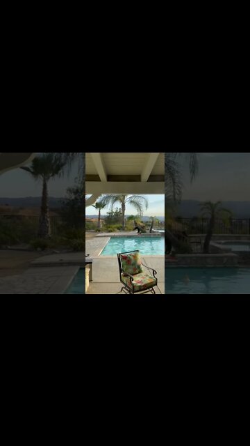 Bear swims in a pool in Simi Valley, California.