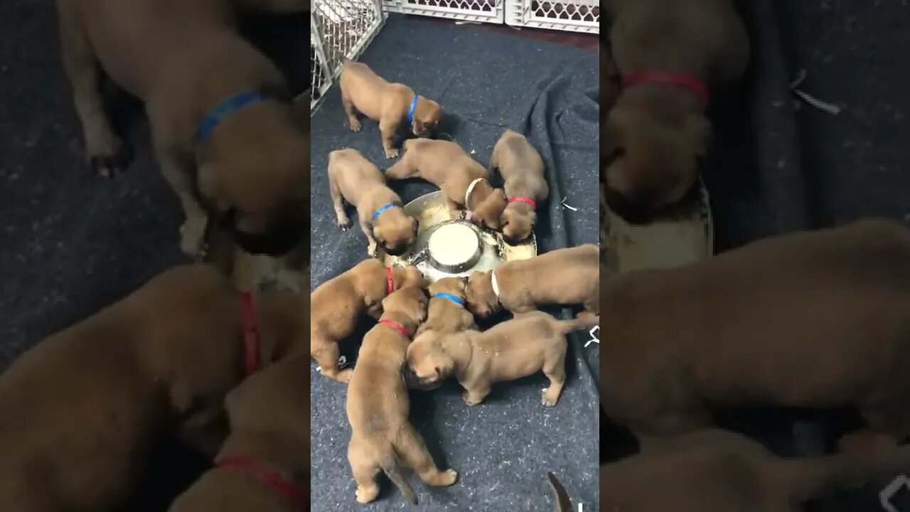 LonelyCreek Serenity litter. Almost 4 wk old