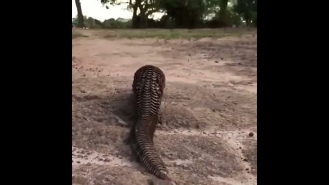 Incredible but endangered Pangolin