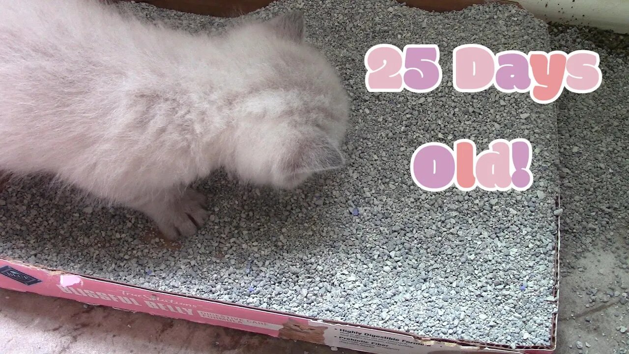 Misha's Kittens Are 25 Days Old! 😻