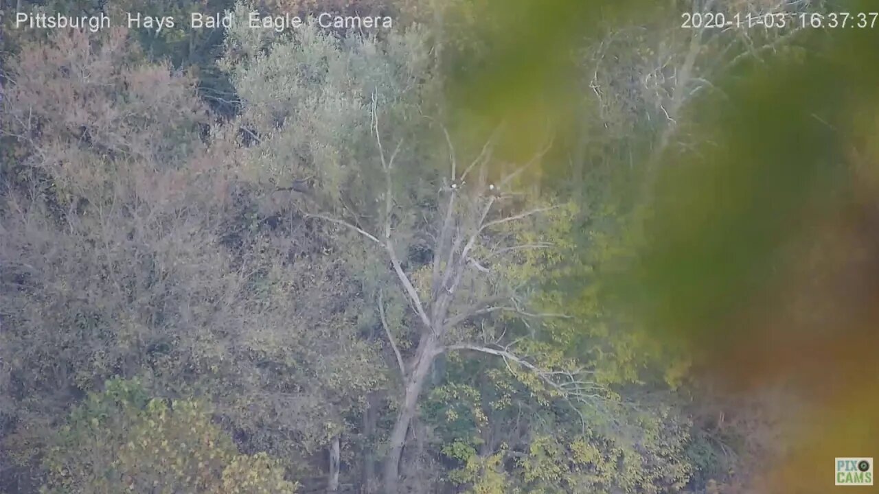 Hays Bald Eagles Mom and Dad in the fishing tree across the river 2020 11 03 4:34PM