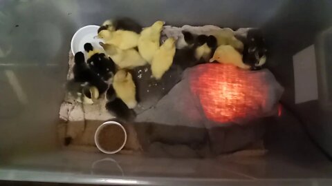 Muscovy Ducklings, Moved to a bigger container ( 31/05/2020 ) ( Video 2 )