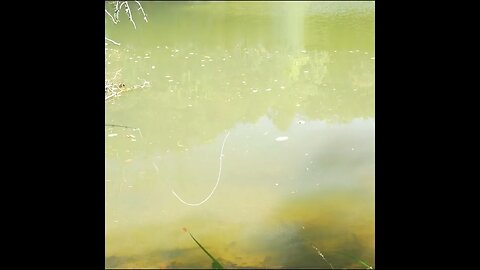 learning to fly fish