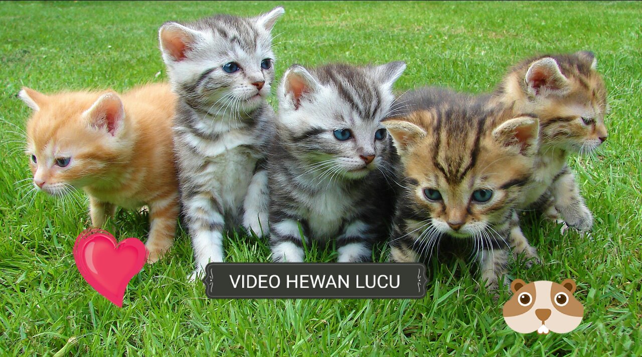 Funny animal video