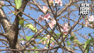 Nature lovers are 'falling' for cherry blossoms in October