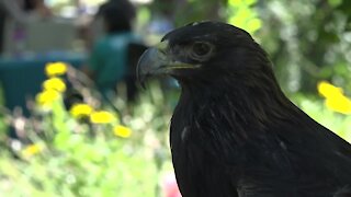 Raptor Fest raises money for the birds through unique partnership