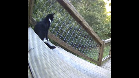 Blaze - Missing Cat