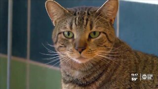 #BettyWhiteAChallenge makes its way to Safety Harbor