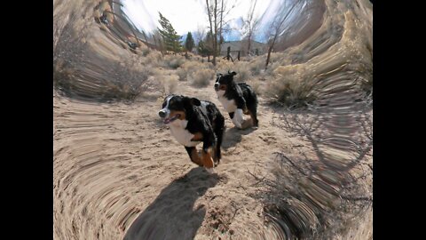 Bernese Mountain Dog Singing at the Beach #shorts