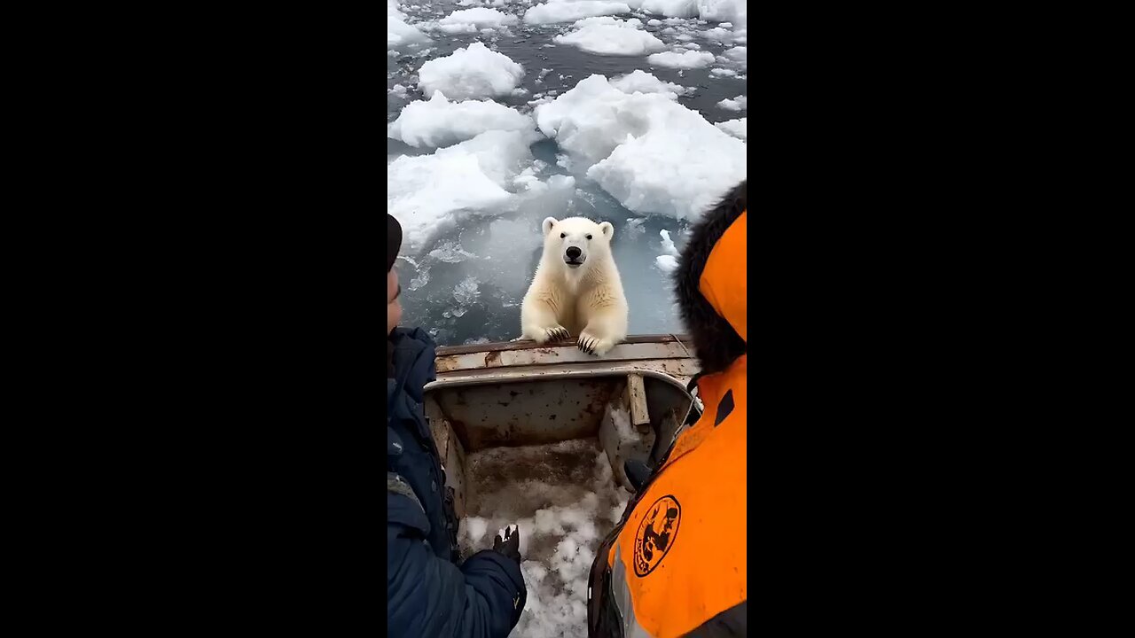 "Wow The Most Beautiful Moment Helping Tedy Bear In Winter Season Follow For More Videos"...!!