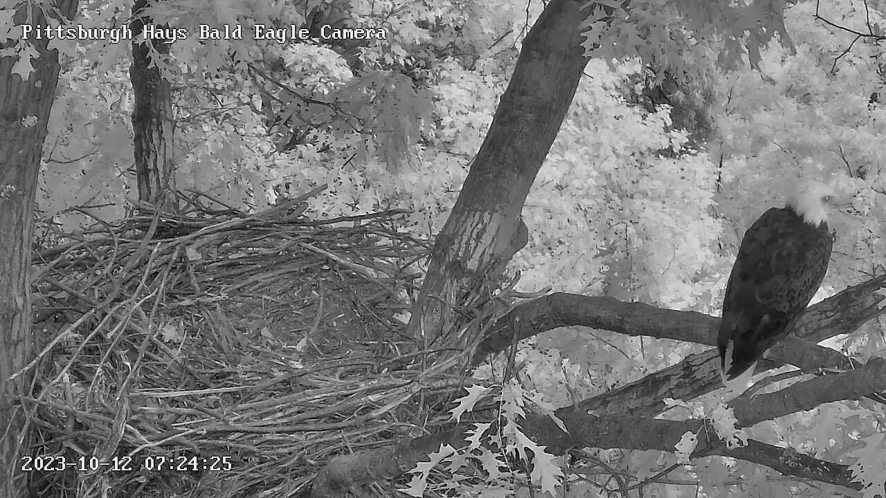 Hays Eagles Mom perched on the escalator, gorgeous flyoff! 10-12-23 7:23am