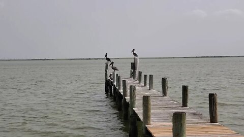 PELICANS OF SAN LEON TX
