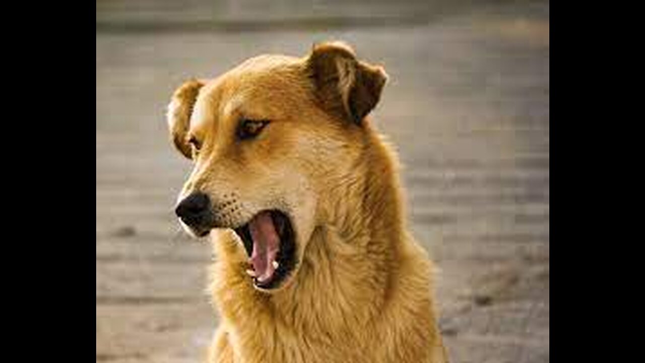 TOP 10 dog barking videos compilation 2023 ♥ Dog barking sound - Funny dogs