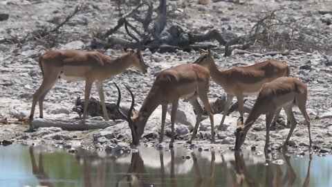 Herd of Impala around a pond00