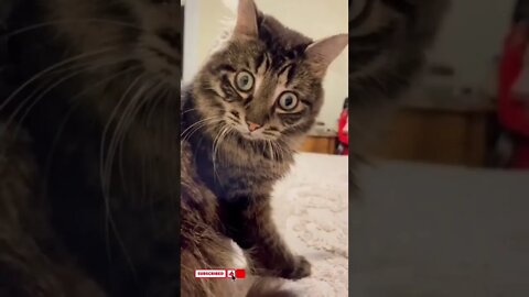 cute cat videos 😹 funny videos 😂gg