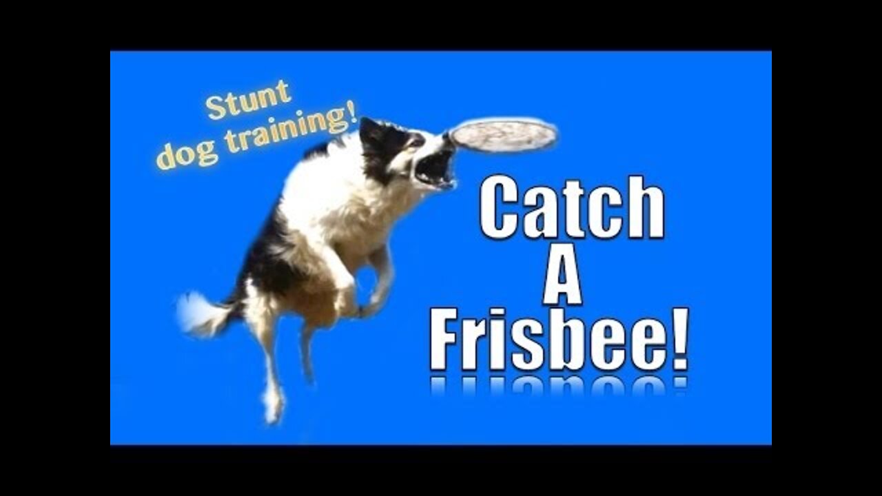 How to Teach your Dog to Catch a Frisbee in the Air