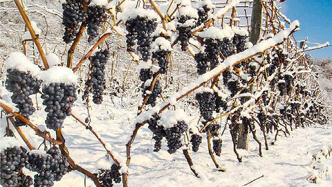 Snow Grape Harvesting and Processing - Snow Grape Farming Technique - Snow Grape Wine Factory