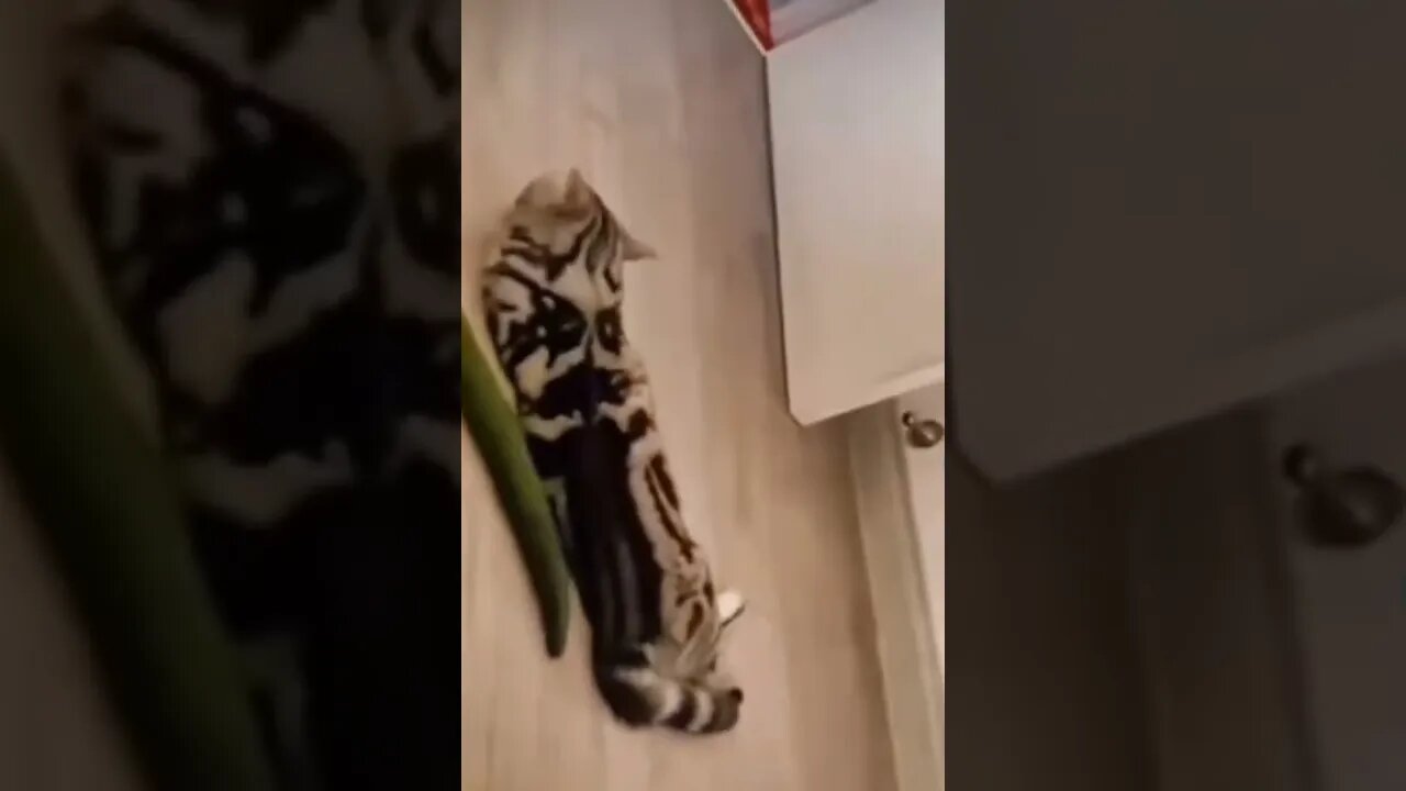 Hahaha cat funny reaction🤣🤣