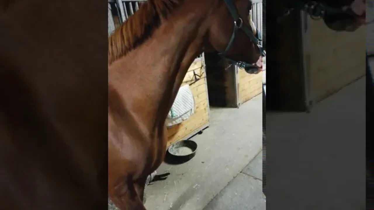 You can't be a stubborn jackass and a🐎