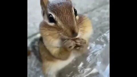 cute squirrel eats