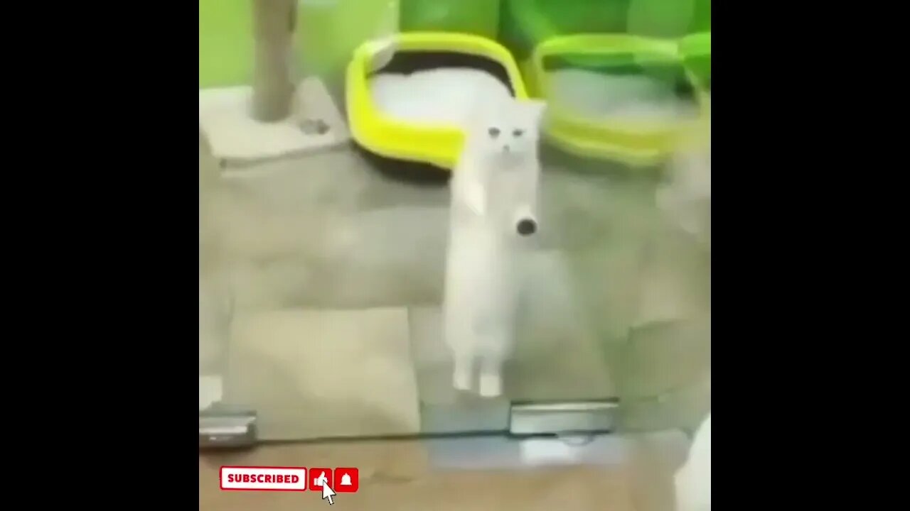 cute cat videos 😹 funny videos 😂1616