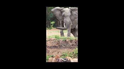 Elephant Vs Lion