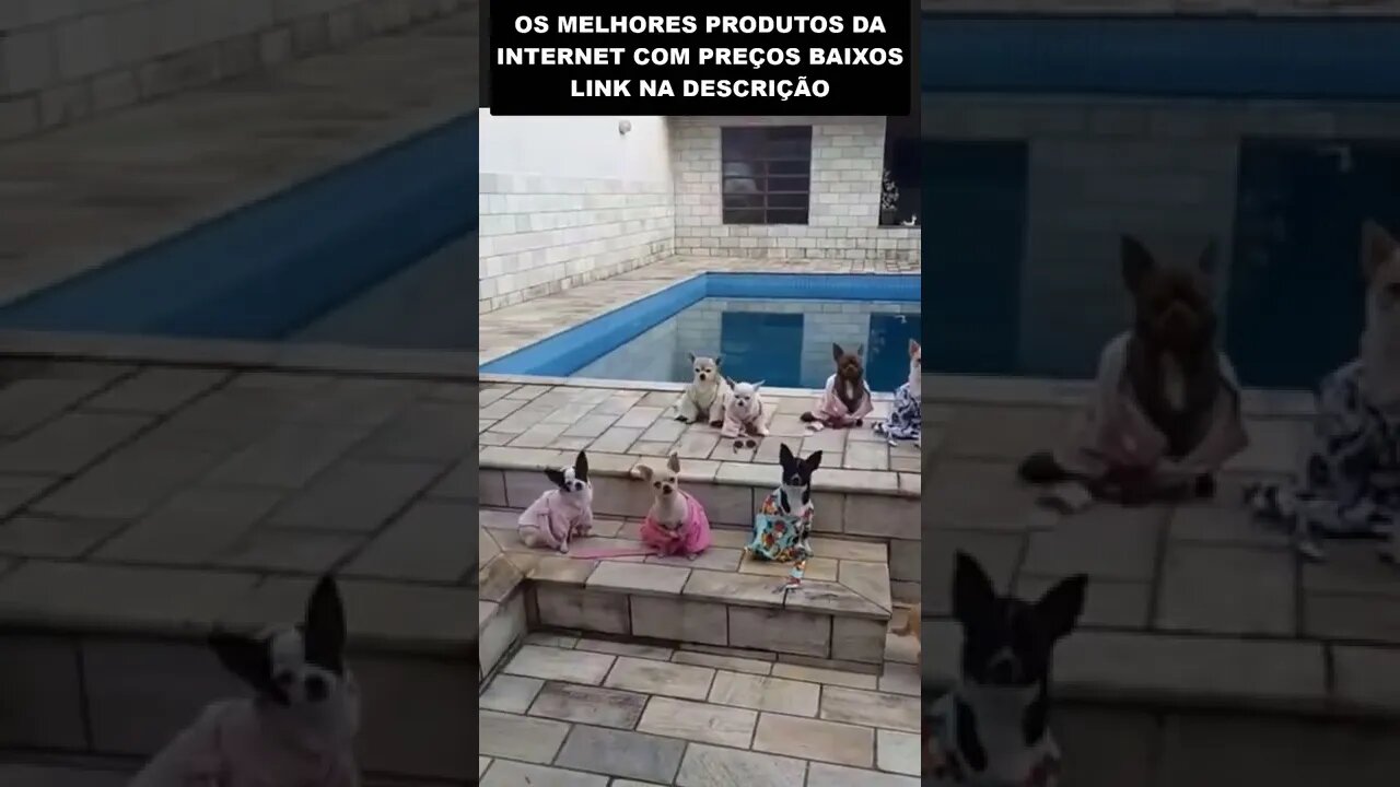 A gangue dos cachorros de madame 😂😂