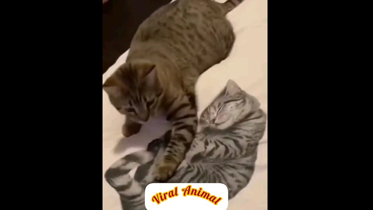 Killing the cat printed on the cloth as a real cat 🤣😂 interesting video