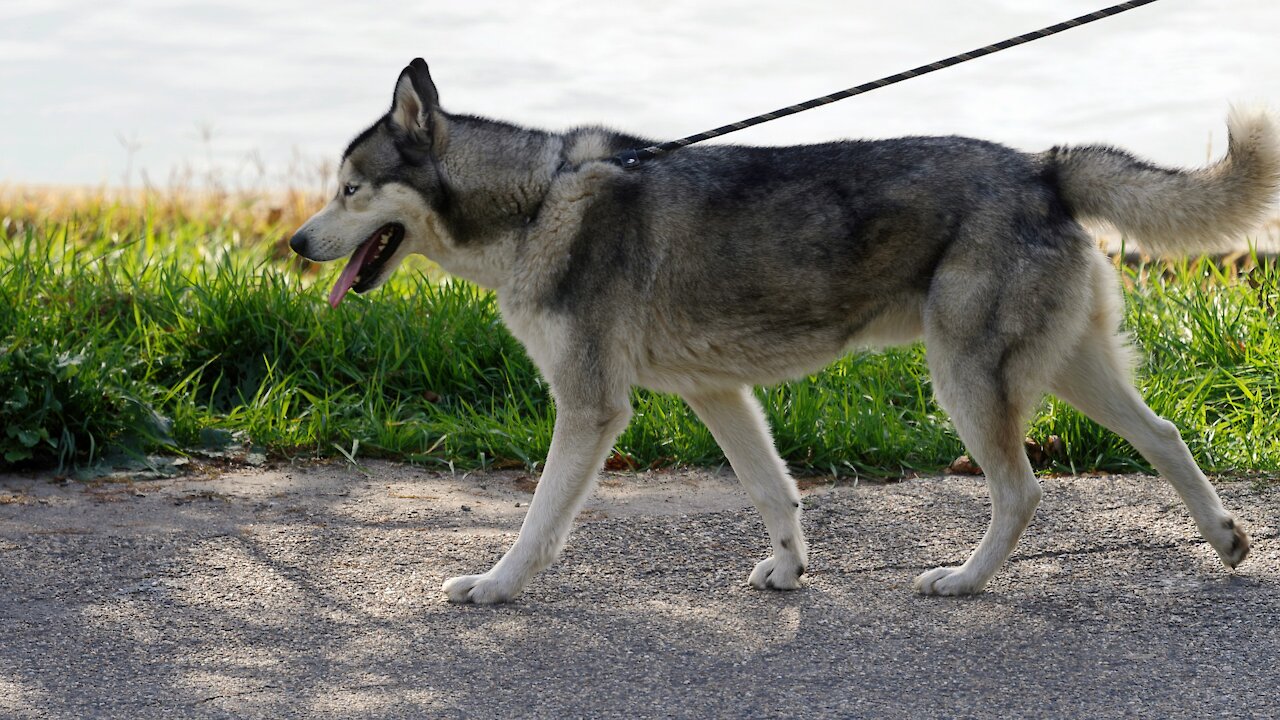 How to leash train your dog not to pull + dog training loose lead walking