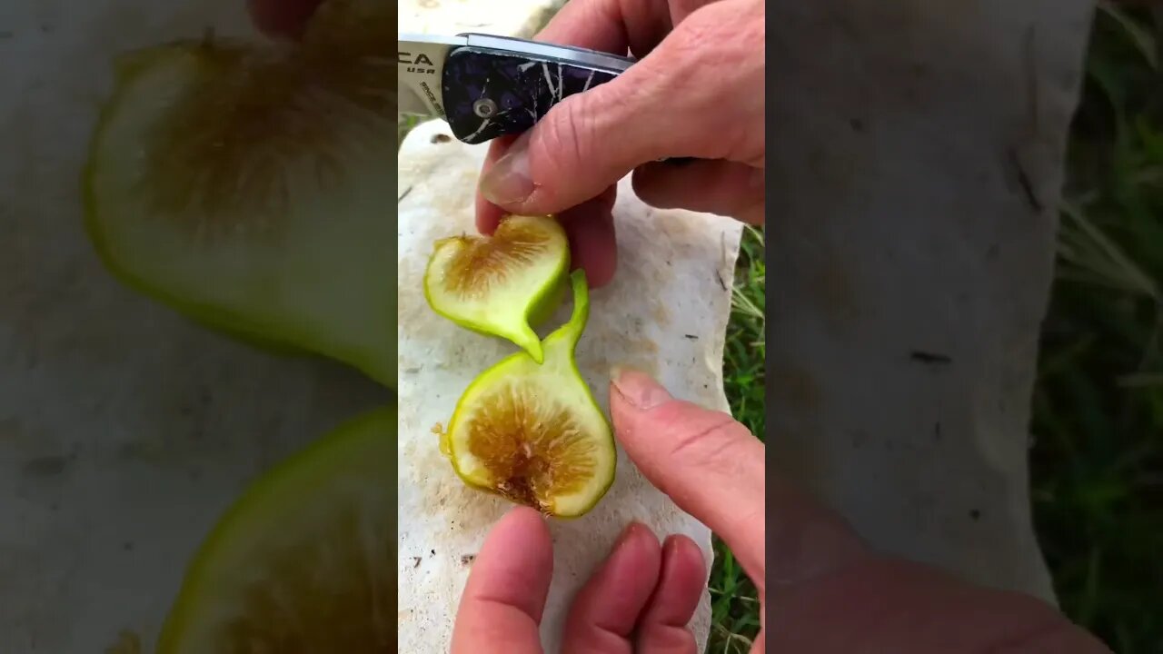 Jenny HARVESTED Her FIRST Italian Honey Fig! SIMPLY DIVINE! 🧑🌾❤️ #shorts #shortsfeed #viral