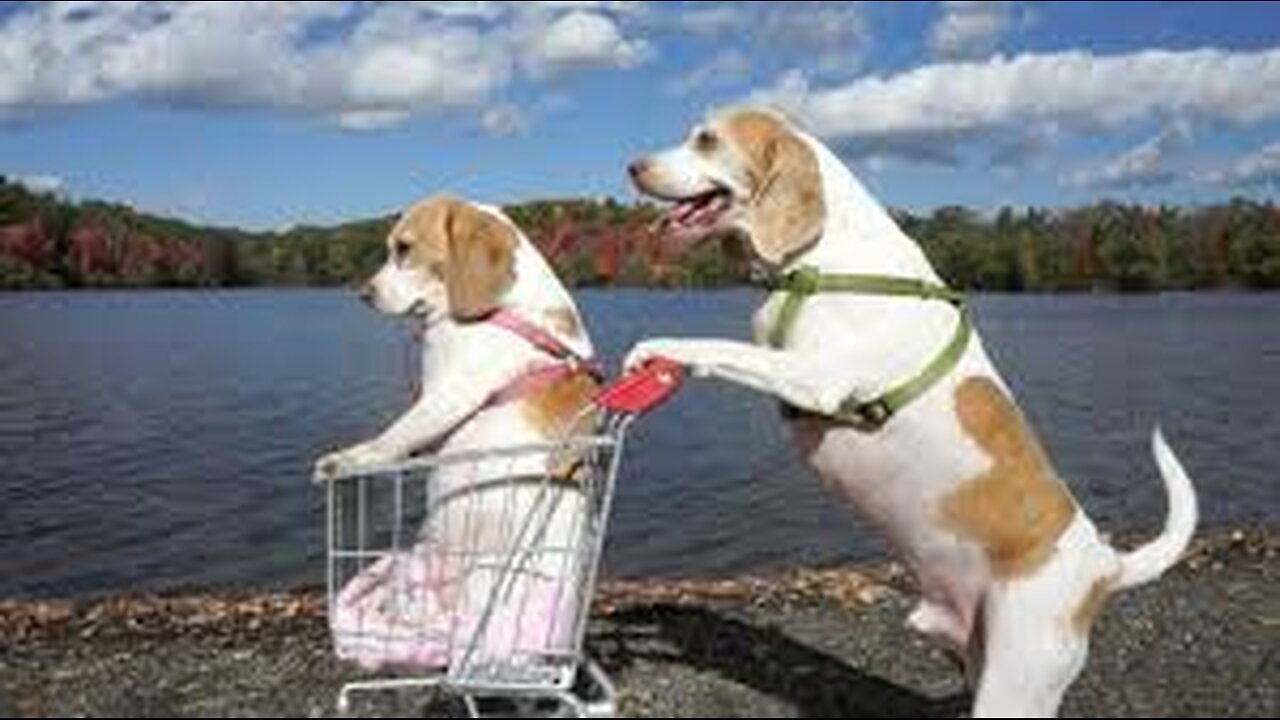 Dogs' Epic Shopping Cart Voyage: Funny Dogs Maymo & Penny.