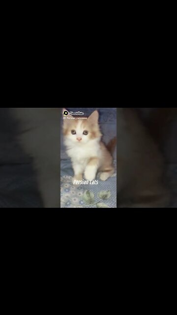 #kittens #persiancats #cat #cutecat #shorts #youtubeshorts #catlover