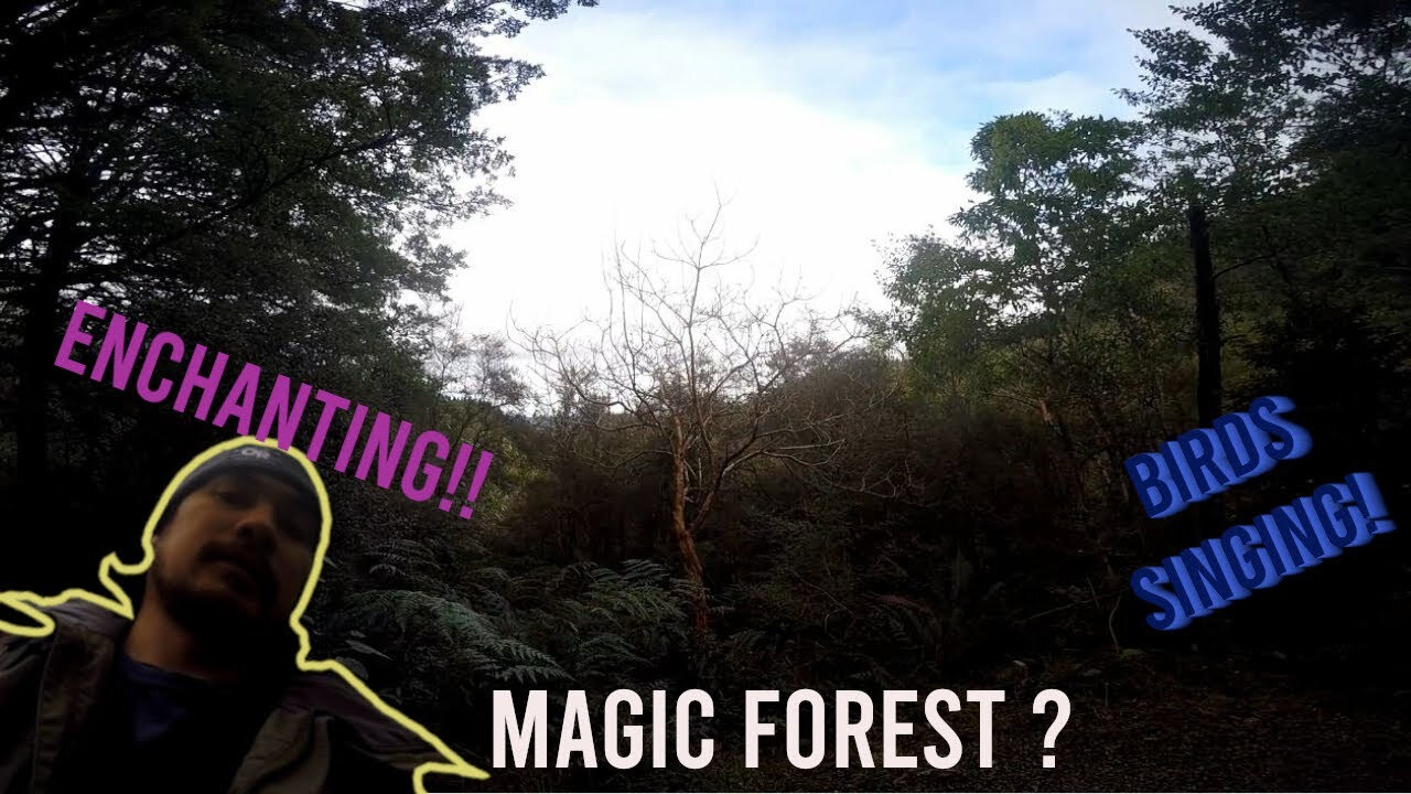 Surprised! Unexpected walk in a Mystical Forest | Stunned by Nature's Beauty