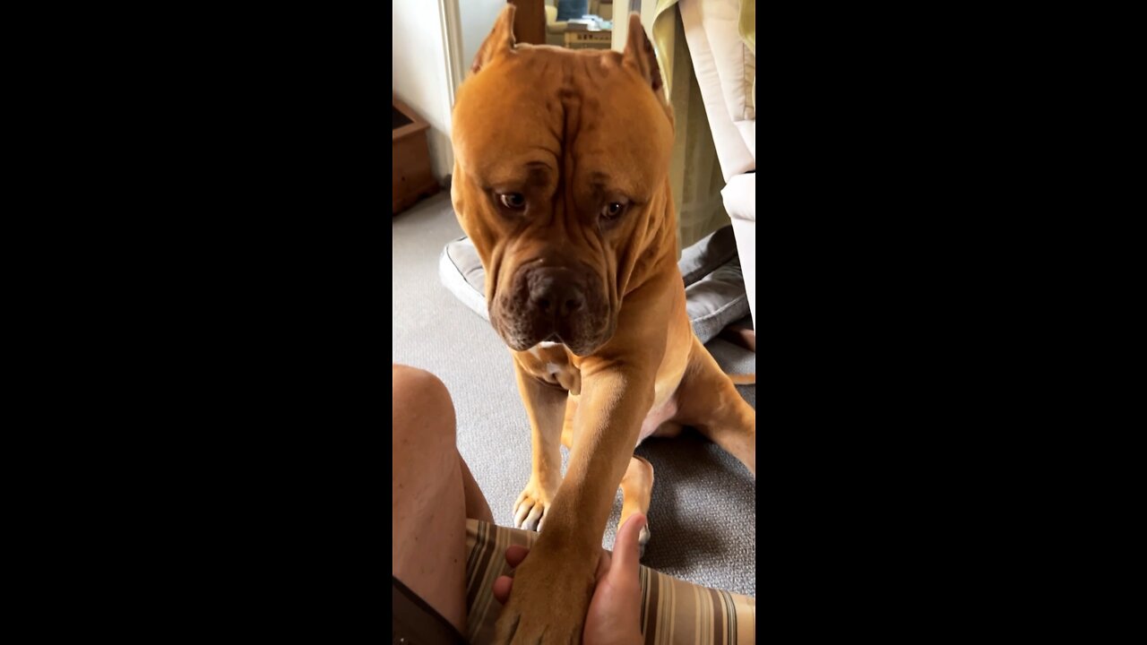 MASSIVE Pit Bull sits & shakes!! 🦁🧡😍