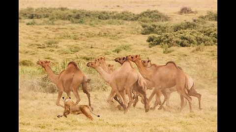 Lion want to eat camel