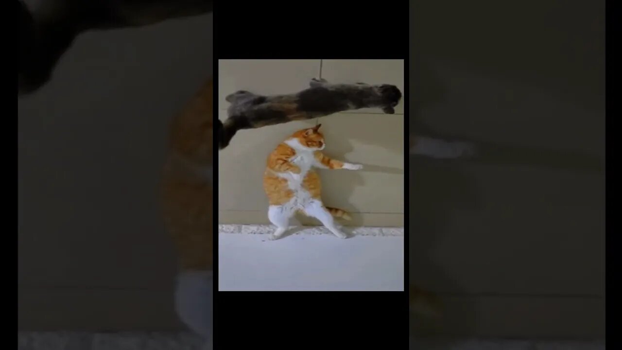 쿵푸냥이 #memes #animals