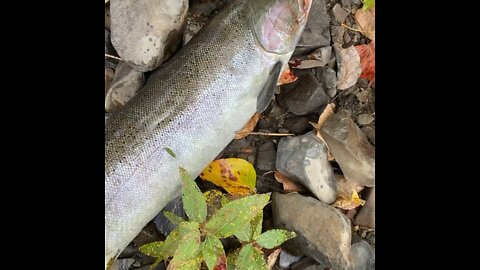 Idaho Steelhead