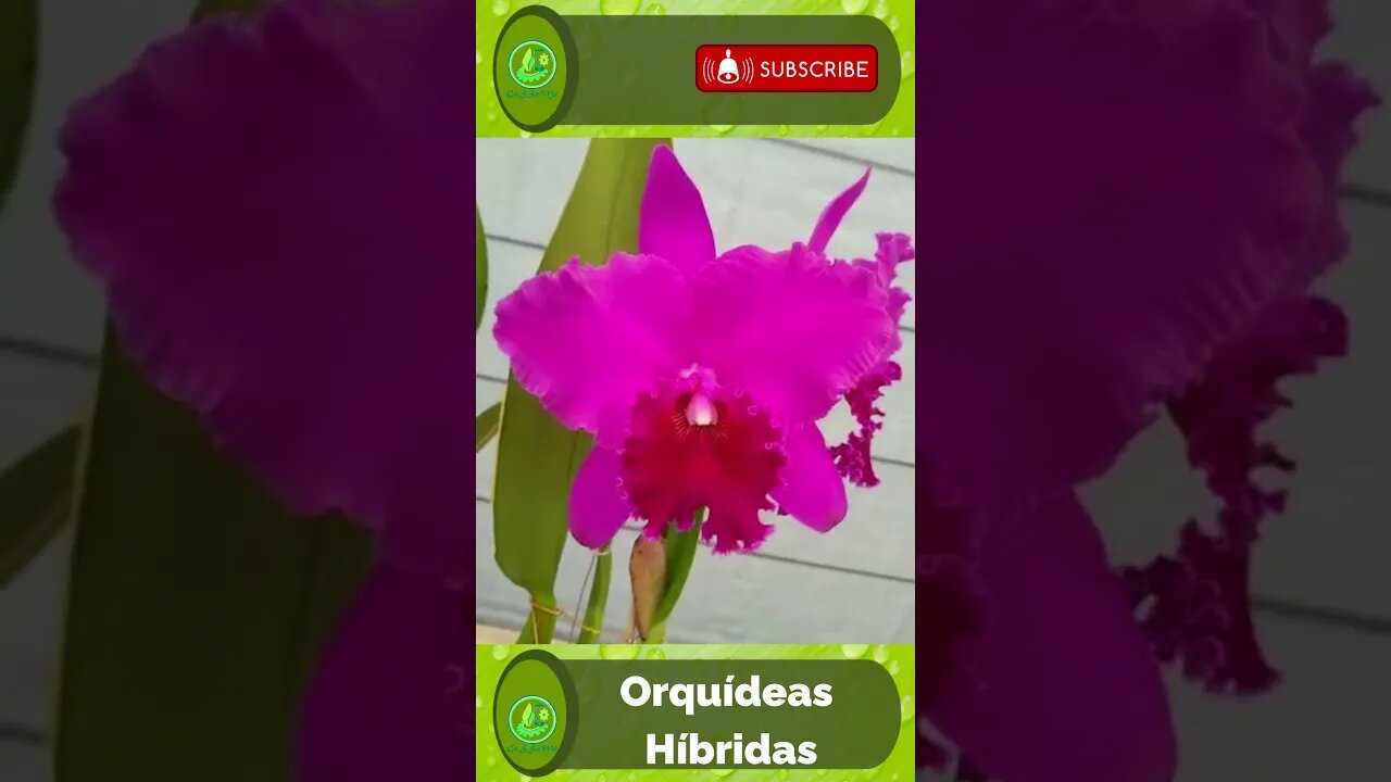 ORQUÍDEAS HIBRIDAS #1. #SHORTS