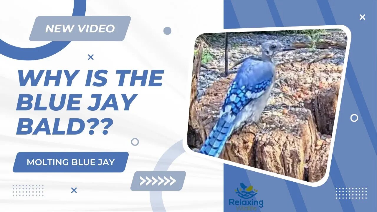 Why is the Blue Jay Bald?? **MOLTING BLUE JAY**