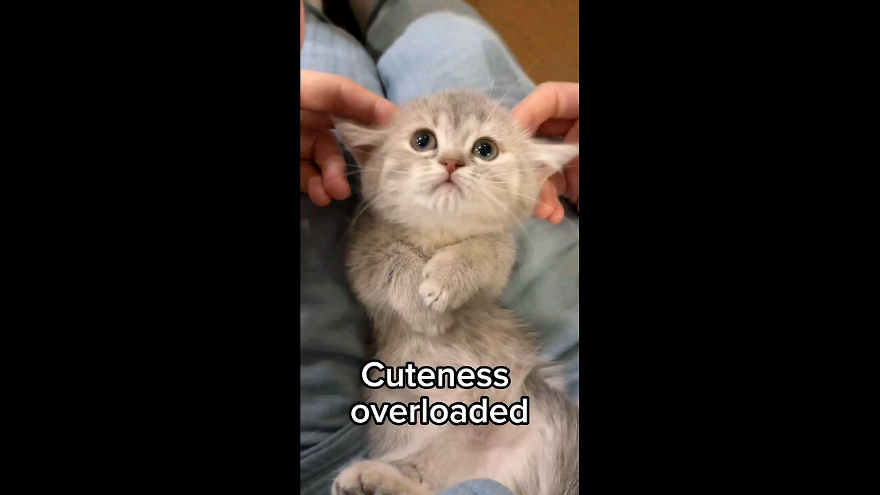 Watch this tiny kitten bring BIG smiles! 🐾💖 #CutenessOverload #KittenVibes"