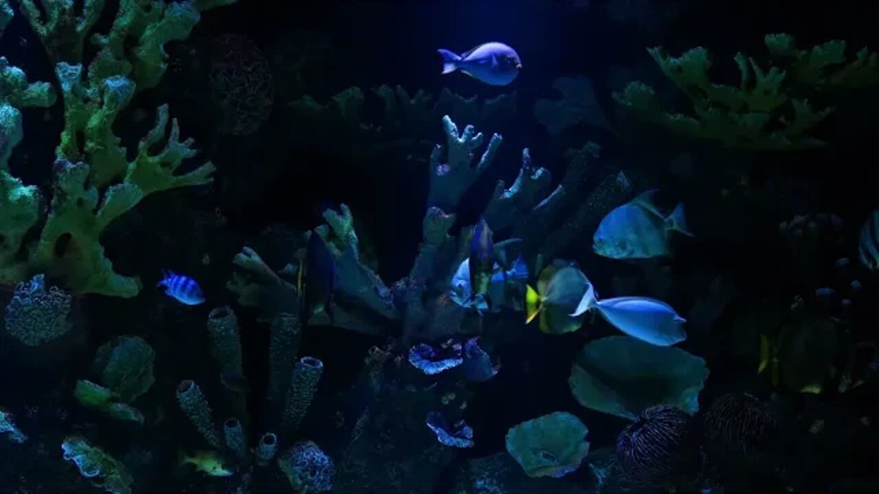 Aquarium gardens of fishes in instagram