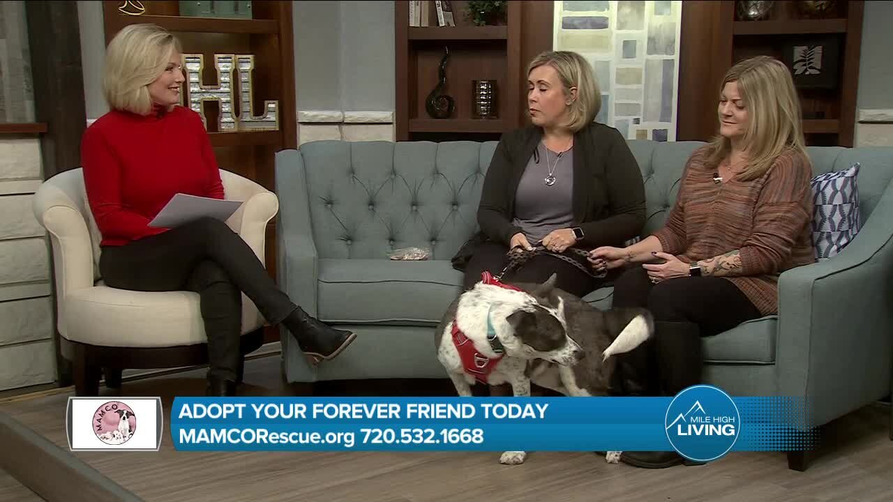 Adopt A Friend // MAMCO