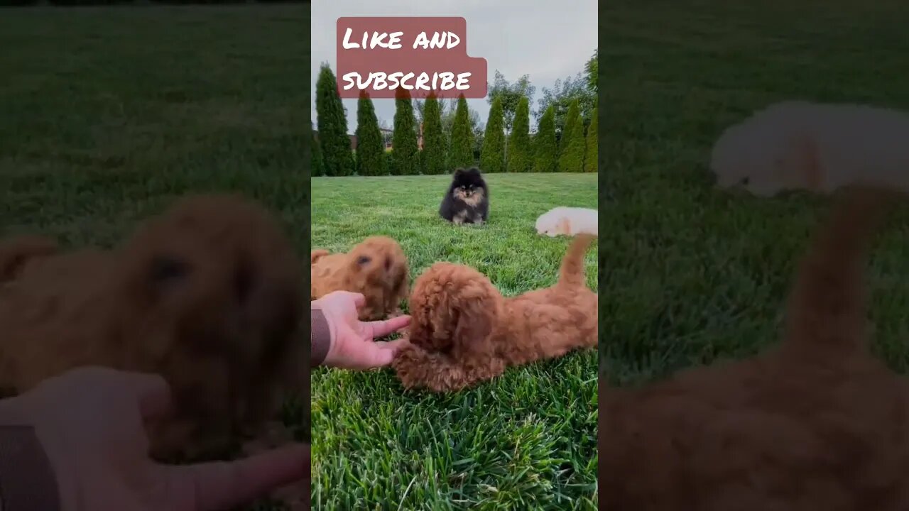 cute dog's funny video