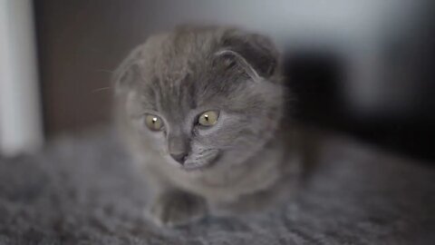 Scottish fold kitty portrait