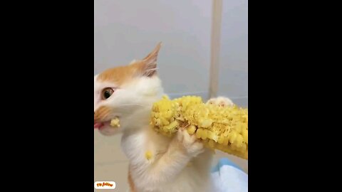 See how the cats are happily eating😂😜 trending video