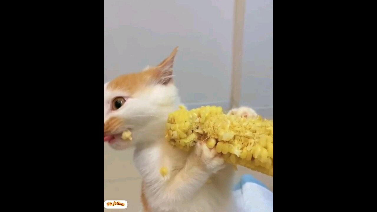 See how the cats are happily eating😂😜 trending video