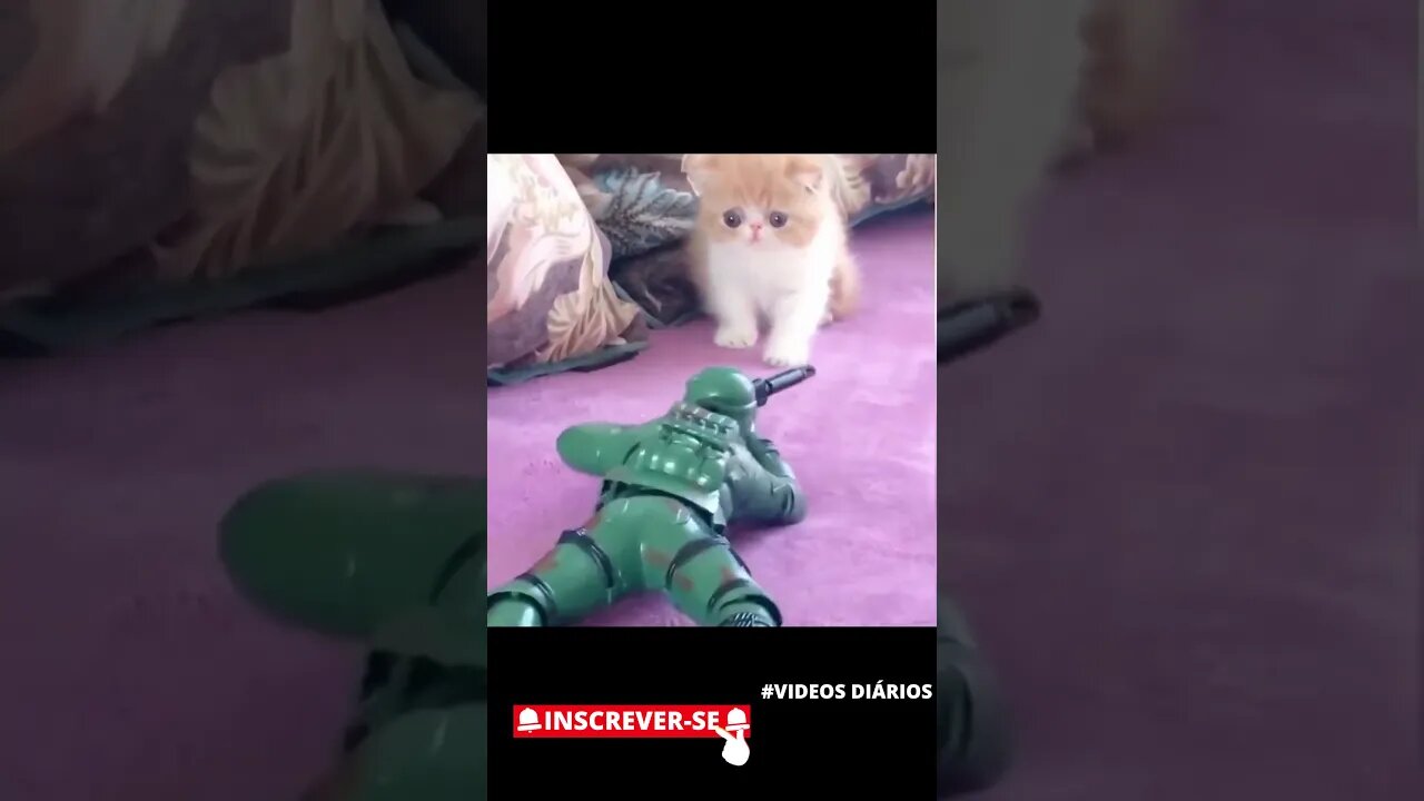 Gatinho contra infantaria armada! Tropa dos gatinhos! 😂 #shorts