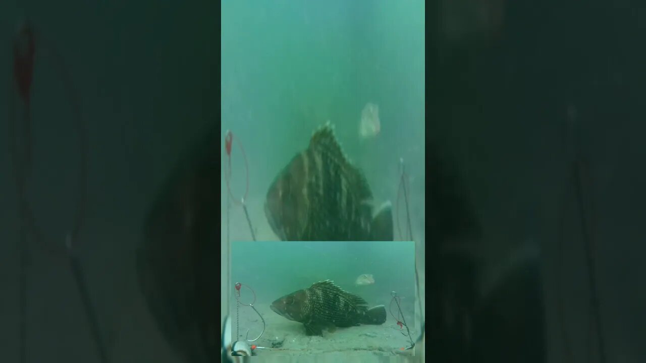 saltwater bait cam