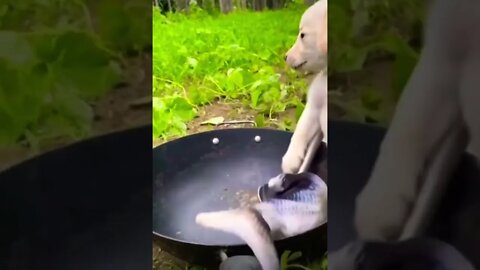Wow How cute 😂❤️ please get this viral | #viral | #funnydogs | #trending | #shorts