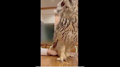 Watch An Owl With Very Large Claws So Gentle With Owner